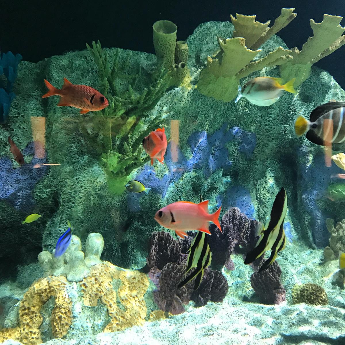 An aquarium full of brightly colored red, blue, and yellow fish at the Cook Museum
