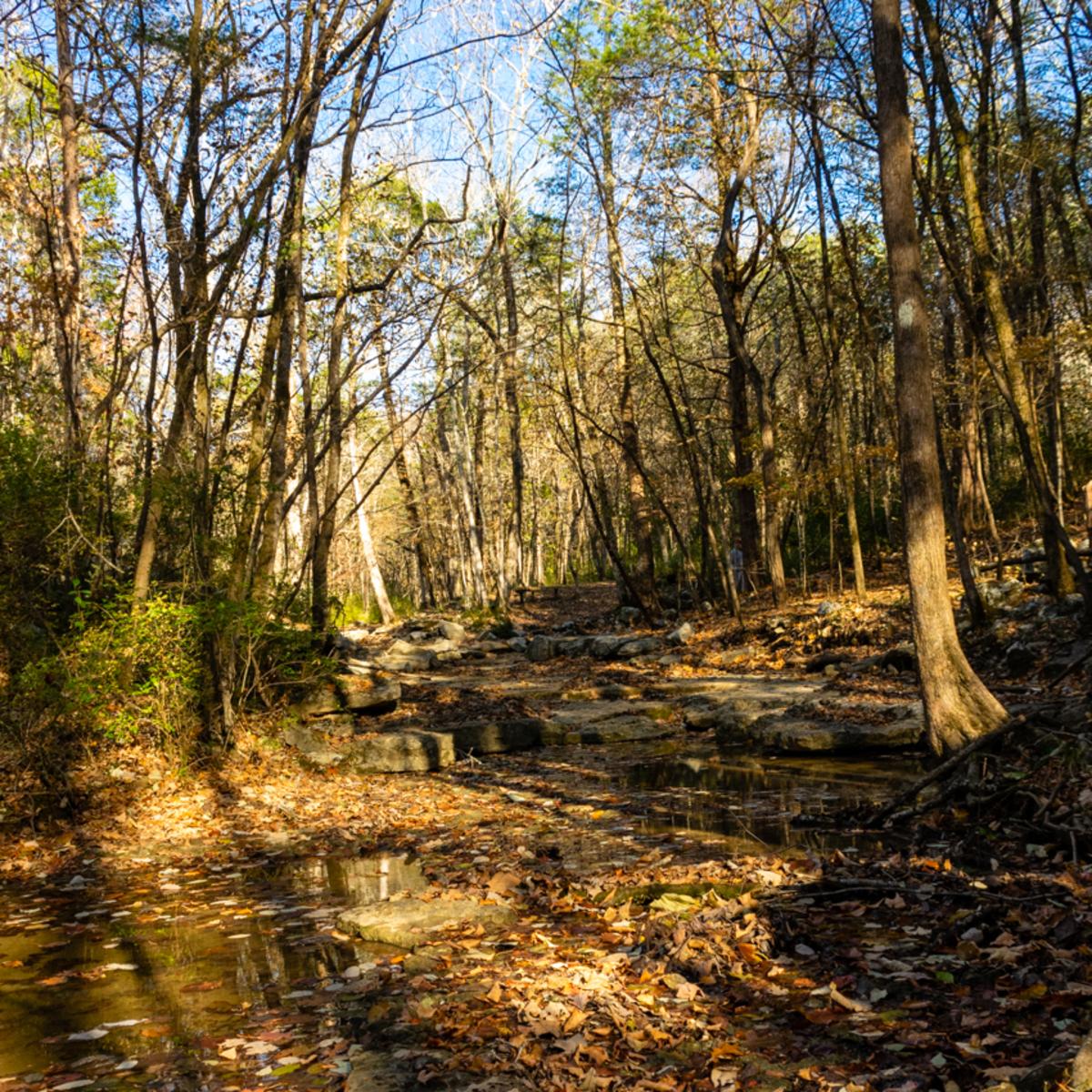 Wildflower Trail Huntsville Winter