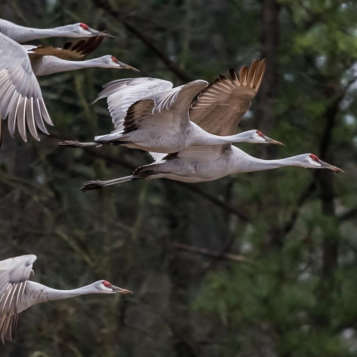 Sandhill Cranes