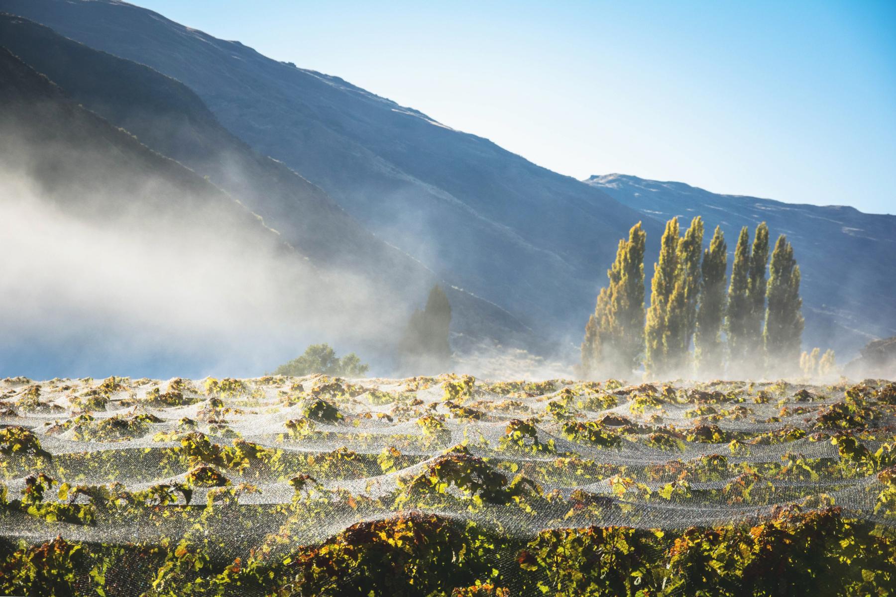 Gibbston Valley Winery