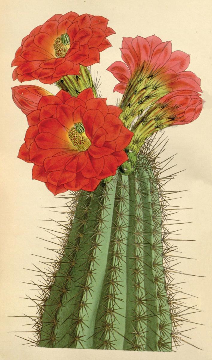 Claret Cup Cactus (Echinocereus Coccineus)