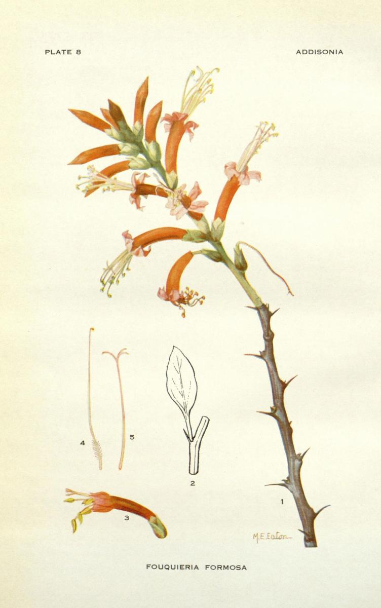Ocotillo plant