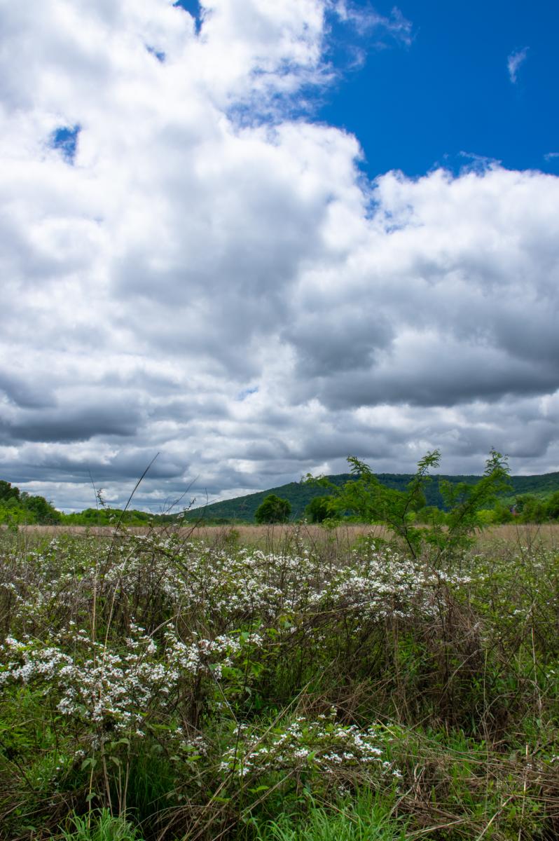Whitaker Wildlife Preserve