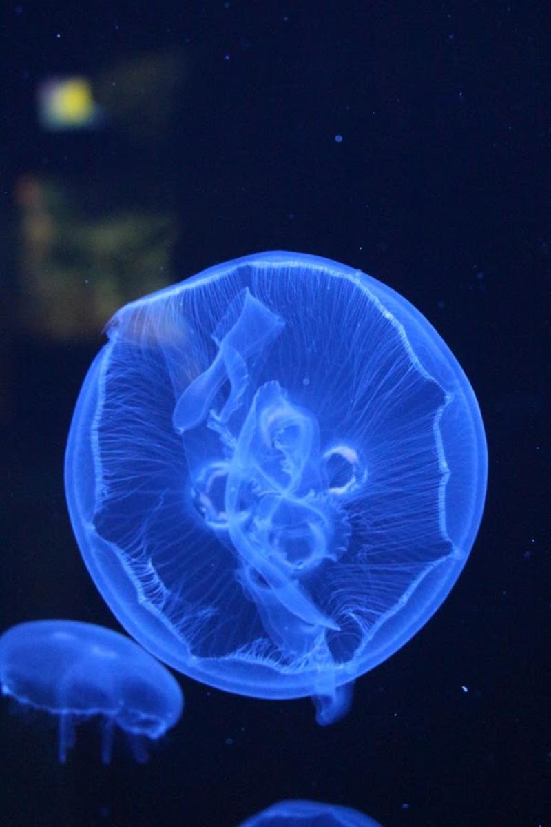 Moon Jelly at Cook Museum