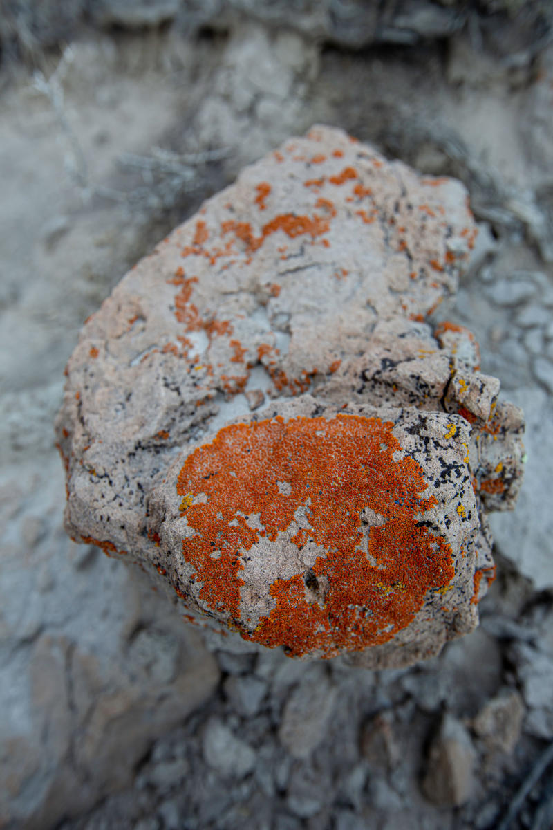 Lichens thrive on a rock.