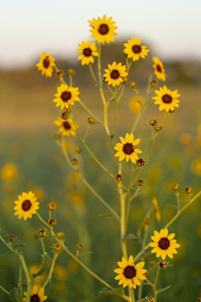 Pecos Sunflower, Santa Rosa, New Mexico Magazine