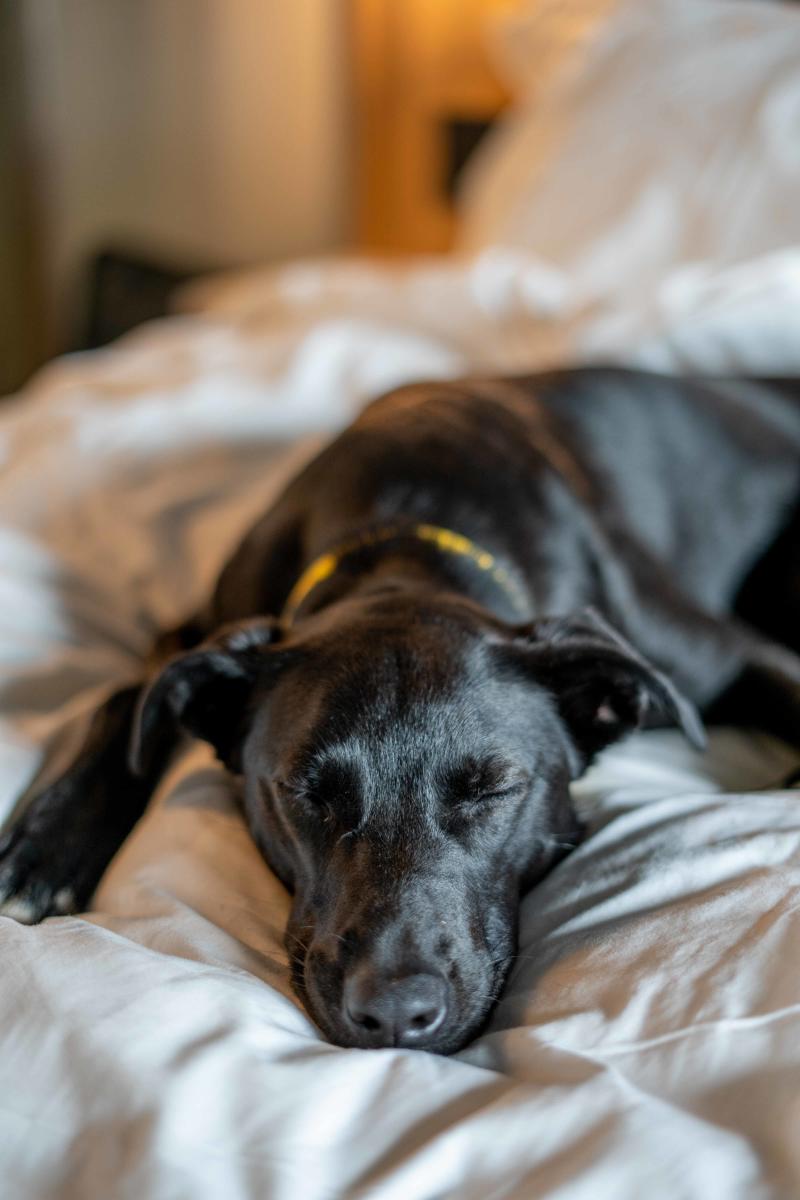 Dog Sleeping at Alt Hotel in Saskatoon