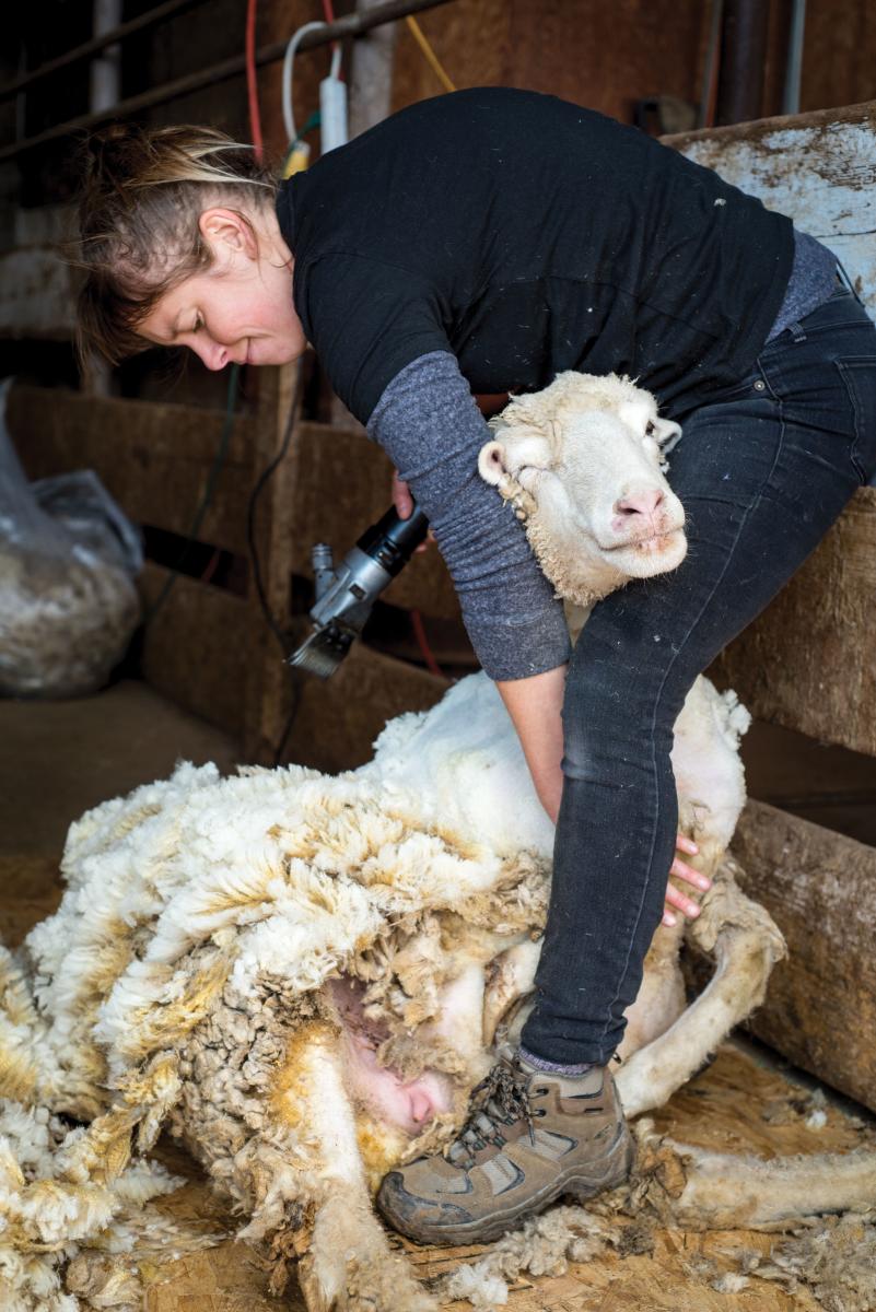 Alora Fernandez practices shearing.