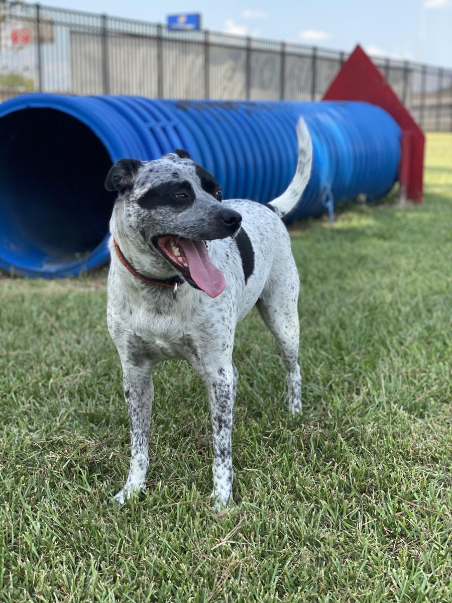 Dog playing at Ida Reed Dog Park