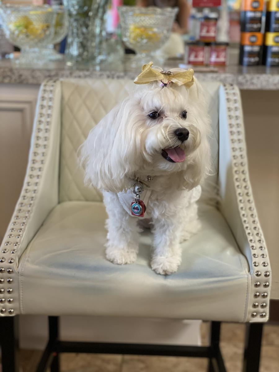 Dog Posing at Pippa's Closet