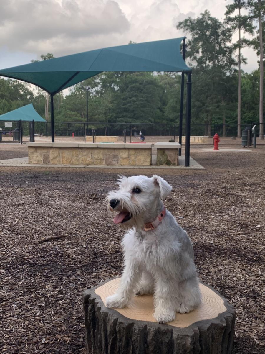 Bear Branch Dog Park