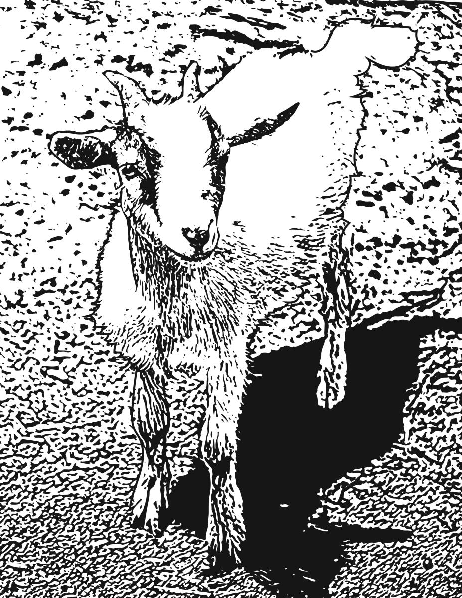 Baby Goat at Paulus Farms Market, Mechanicsburg