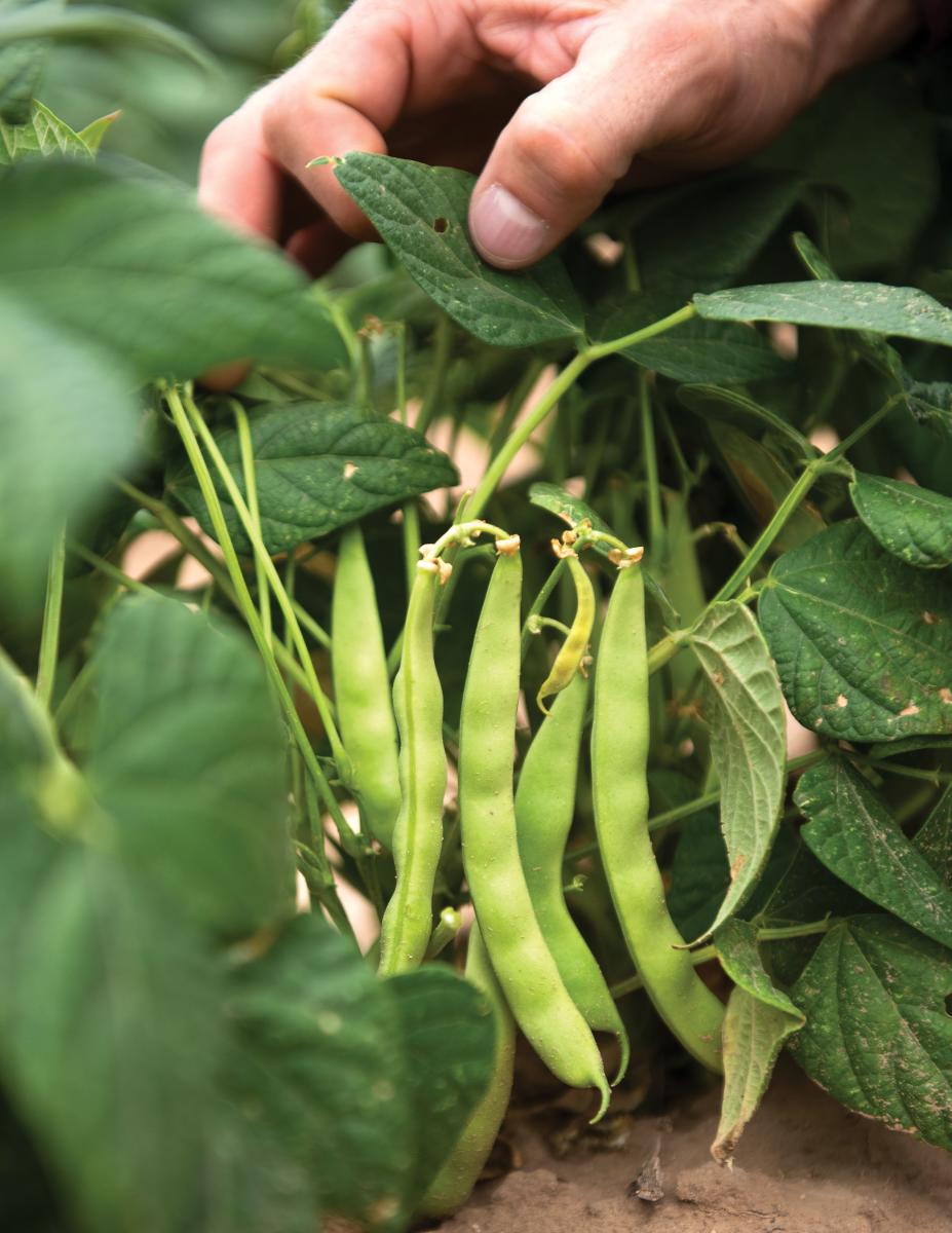 The greening of the beans.