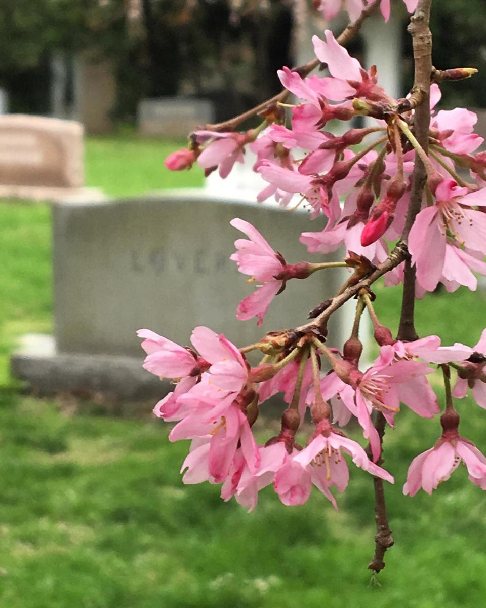 lex cemetery