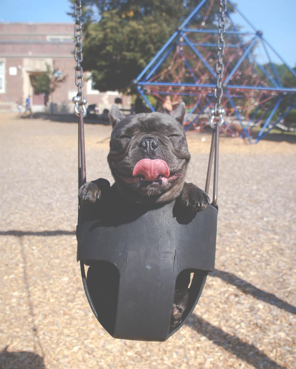 Happy Puppy Sitting in a Swing