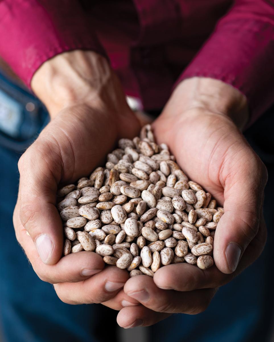 The final product, dried pinto beans.