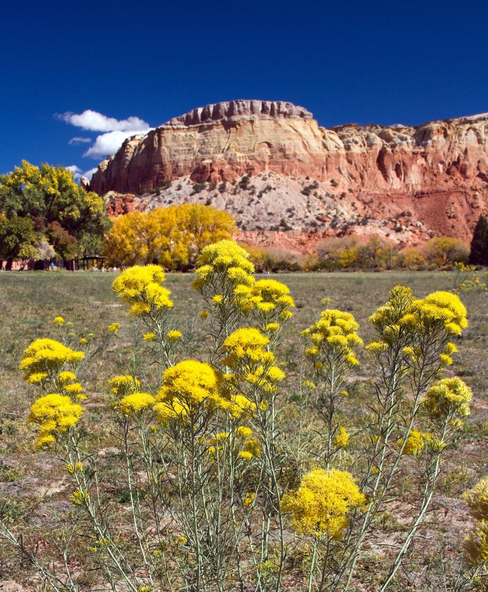 Isoscoma rusbyi - Rusby's Goldenbush