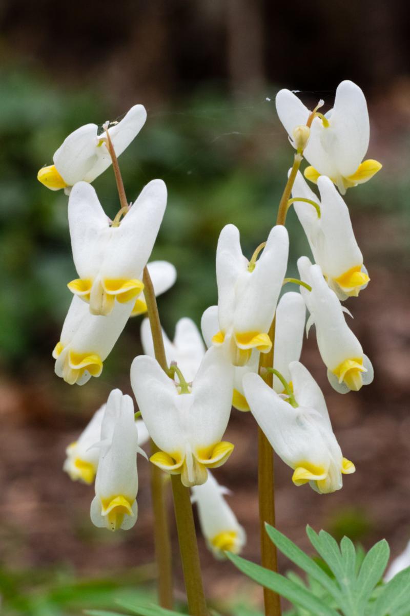 Dutchman's Breeches   (Dicentra  cucullaria)