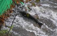 Visitors to the Salmon River Fish Hatchery in Altmar, NY get a close-up view of salmon on their fall migration. The hatchery will host an open house on National Hunting and Fishing Day, Sept. 26. (Photo courtesy of the NYS Department of Environmental Conservation.)
