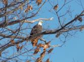 Several bald eagles have been sighted in recent weeks along the Oswego River on State Route 48 between Minetto and Oswego. (Photo by Mary Ellen Barbeau, Oswego County Tourism Office.)