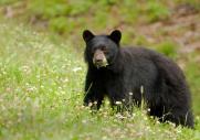bear-side-view.JPG