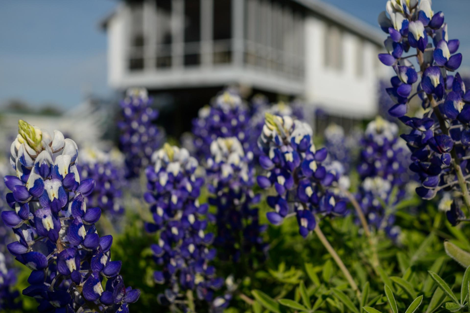 Grand Isle