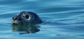 Harbor seal