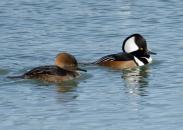 hooded-merganser-9268.jpg