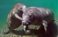 manatee manatee