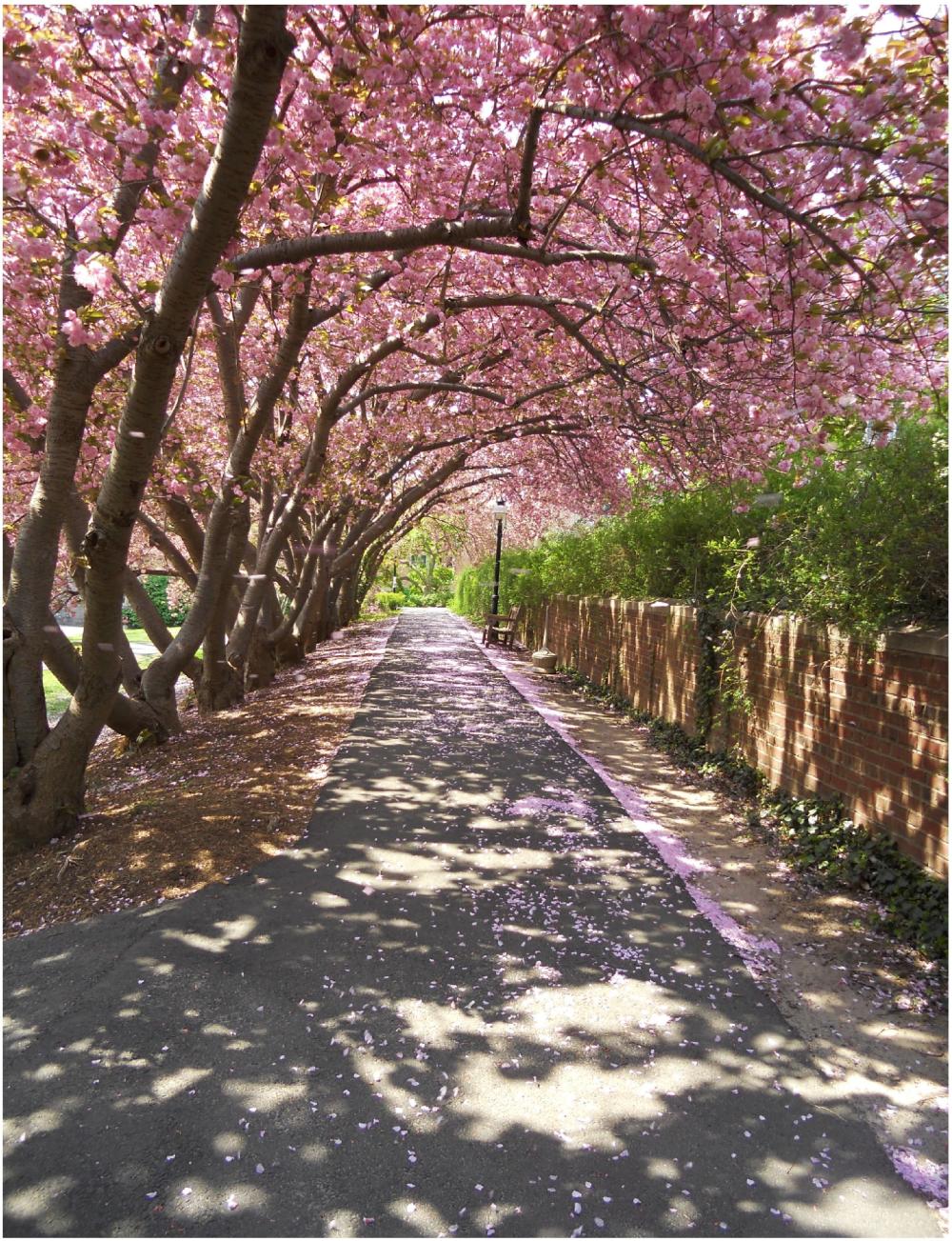 Blooming Magnolia Trees over a walkway in Princeton University