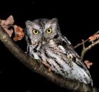 Come for Owl Prowl on Friday, February 1 from 7 p.m.-9.p.m. at the Hudson Highlands Nature Museum’s Wildlife Education Center or Saturday, February 2 from 7 p.m. to 9 p.m. at the Outdoor Discovery Center.