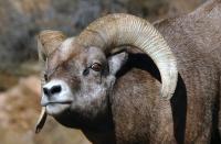 Find Big Horn Sheep in The Rocky Canyons of Estes Park