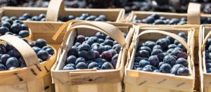 farmers-section-1-web