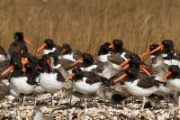 American Oystercatchers and Short-billed Dowitchers