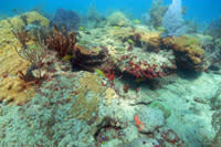 Makay s Reef 1 web