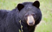 black-bear-face.JPG