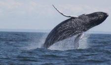 Humpback whale