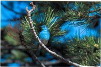 North with the Spring: Bird Migration - Image