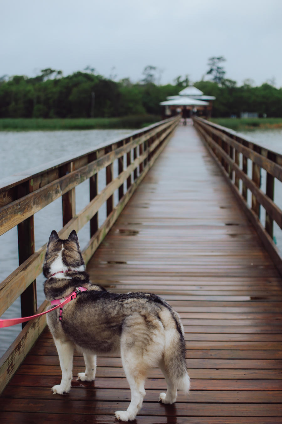 Dog Looking Across Cattail Bridge