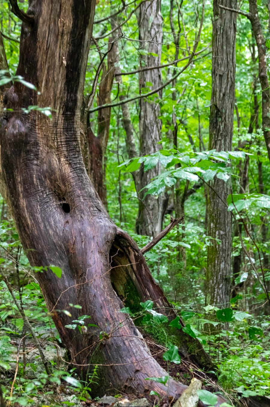 Keel Mountain Nature Preserve trees with bright green leaves