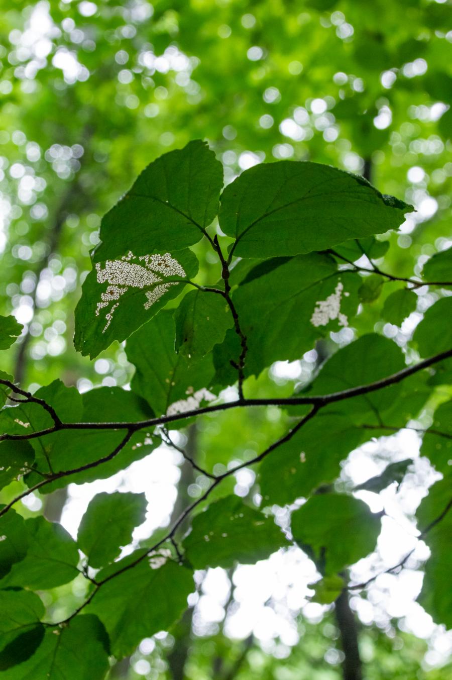 Keel Mountain Green Tree Leaves Eaten By Insects