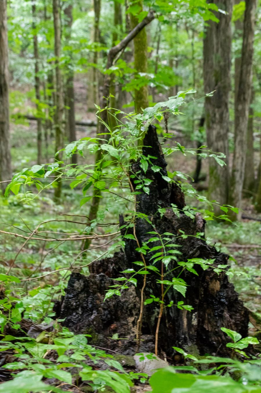 Keel Mountain Vine Growing On Tree Stump