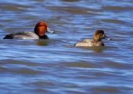 Redhead pair at Braddock Bay by Dave Beadling, Braddock Bay Gallery, Greece, NY.