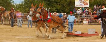 Benson Mule Days pull