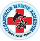 clearwater aquarium clearwater aquarium