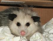 Meet the Opossum at the Wildlife Education Center on Saturday, February 23 at 10 a.m. Photo by Pam Golben.