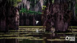 White egret flying through cypress trees in Shreveport-Bossier Caddo Lake
