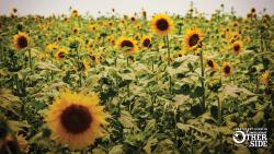 Field of blooming sunflowers along the Boom or Bust Byway