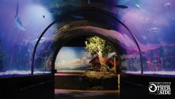 Tunnel through swim tank at Shreveport Aquarium