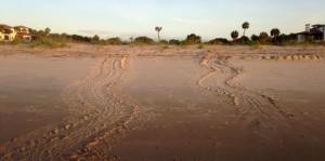 Loggerhead tracks